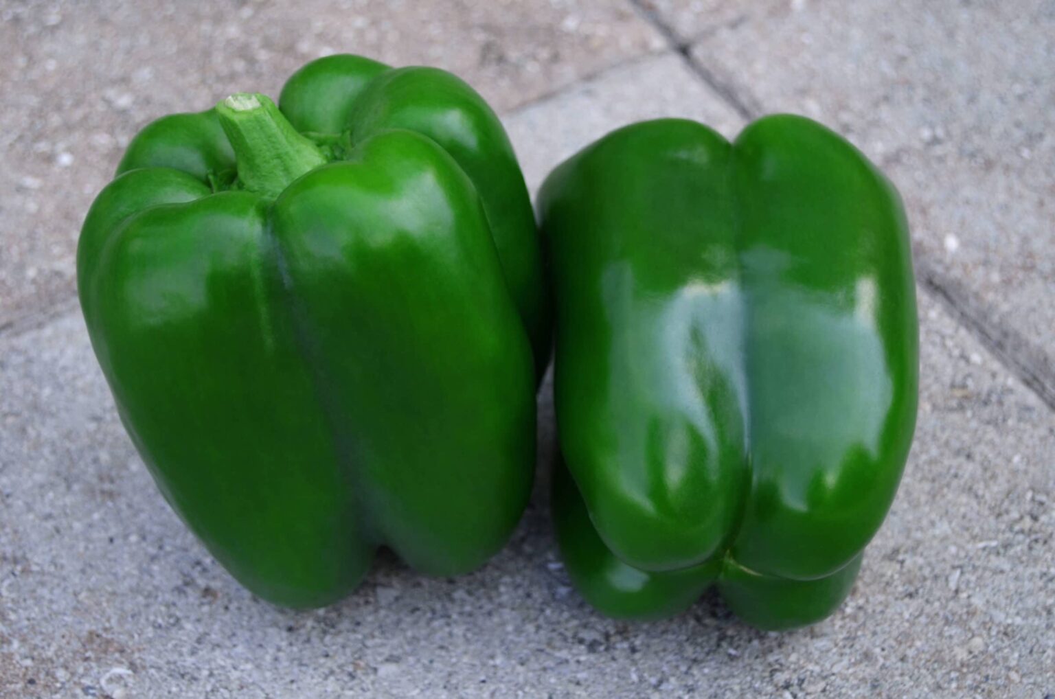 Ninja S10 Bell Pepper Treated Seed Seedway