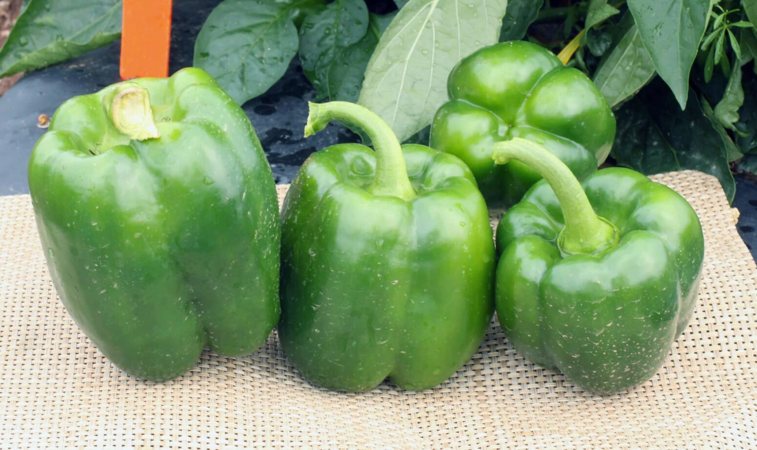 Antebellum Bell Pepper Treated Seed Seedway