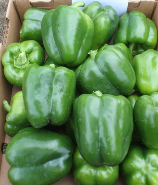 Bayonet Bell Pepper Treated Seed Seedway