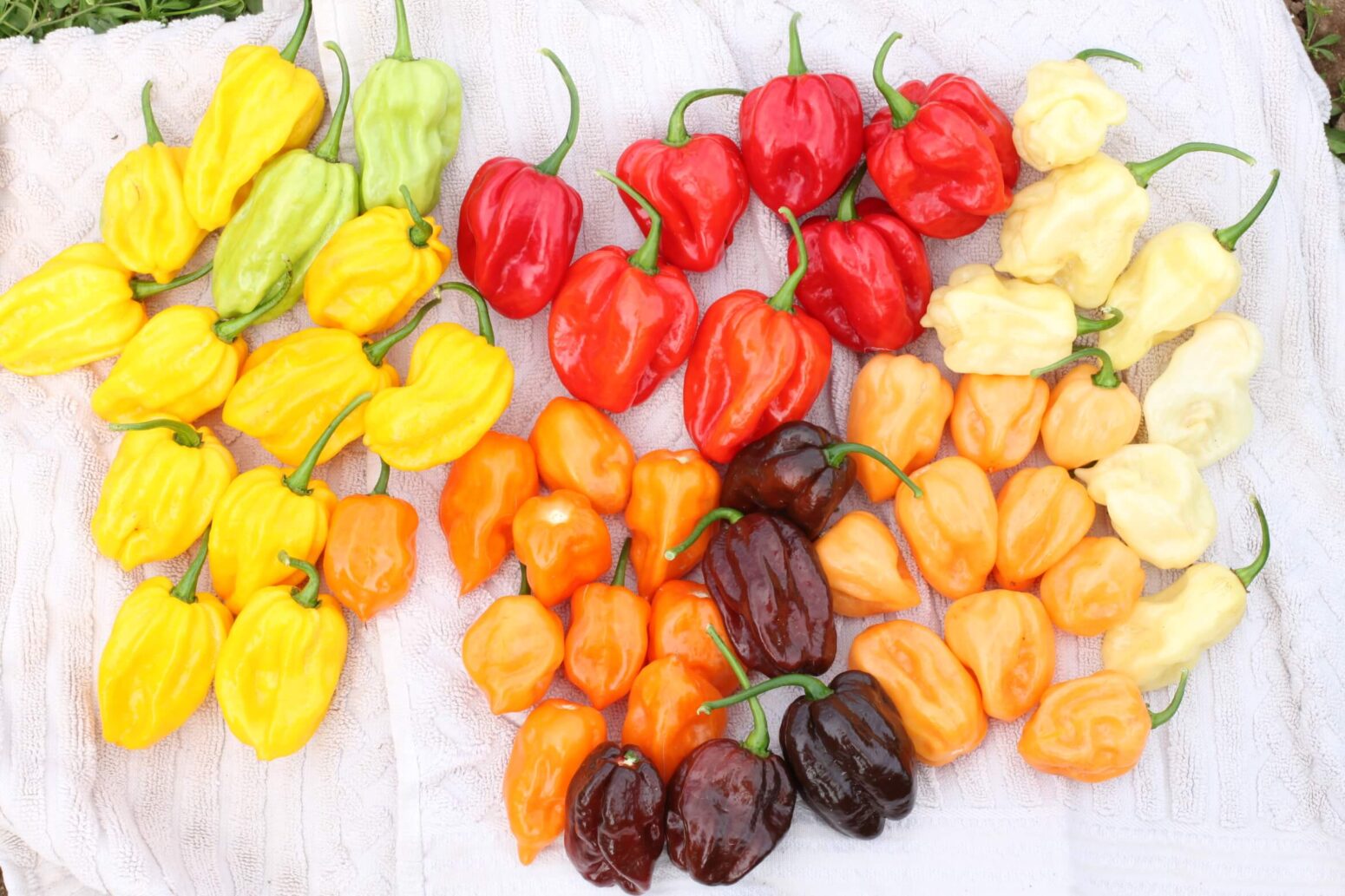 Flamethrower Mix Habanero Type Pepper Treated Seed Seedway