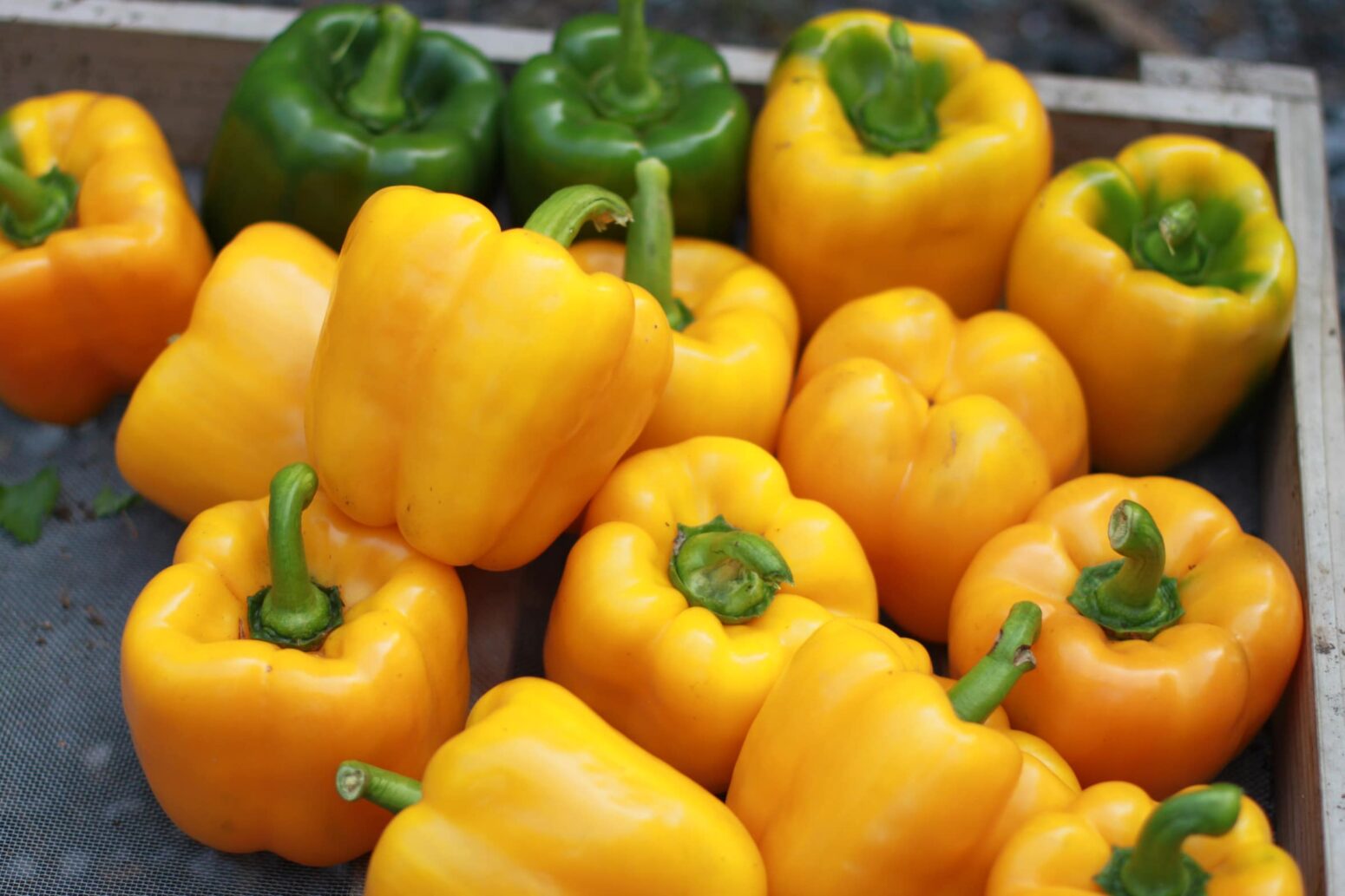 Abay Bell Pepper Treated Seed Seedway