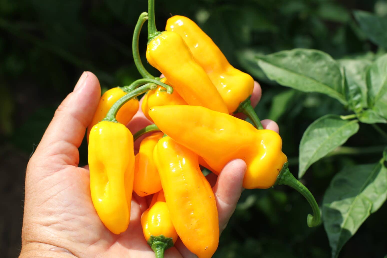 Golden Ghost Habanero Type Pepper Not Treated Seedway