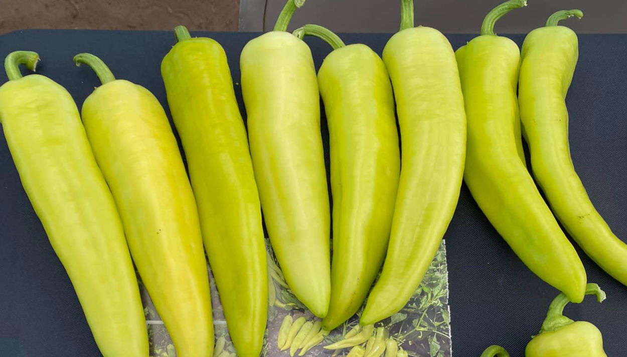 Golden Max Hot Banana Pepper Not Treated Seedway