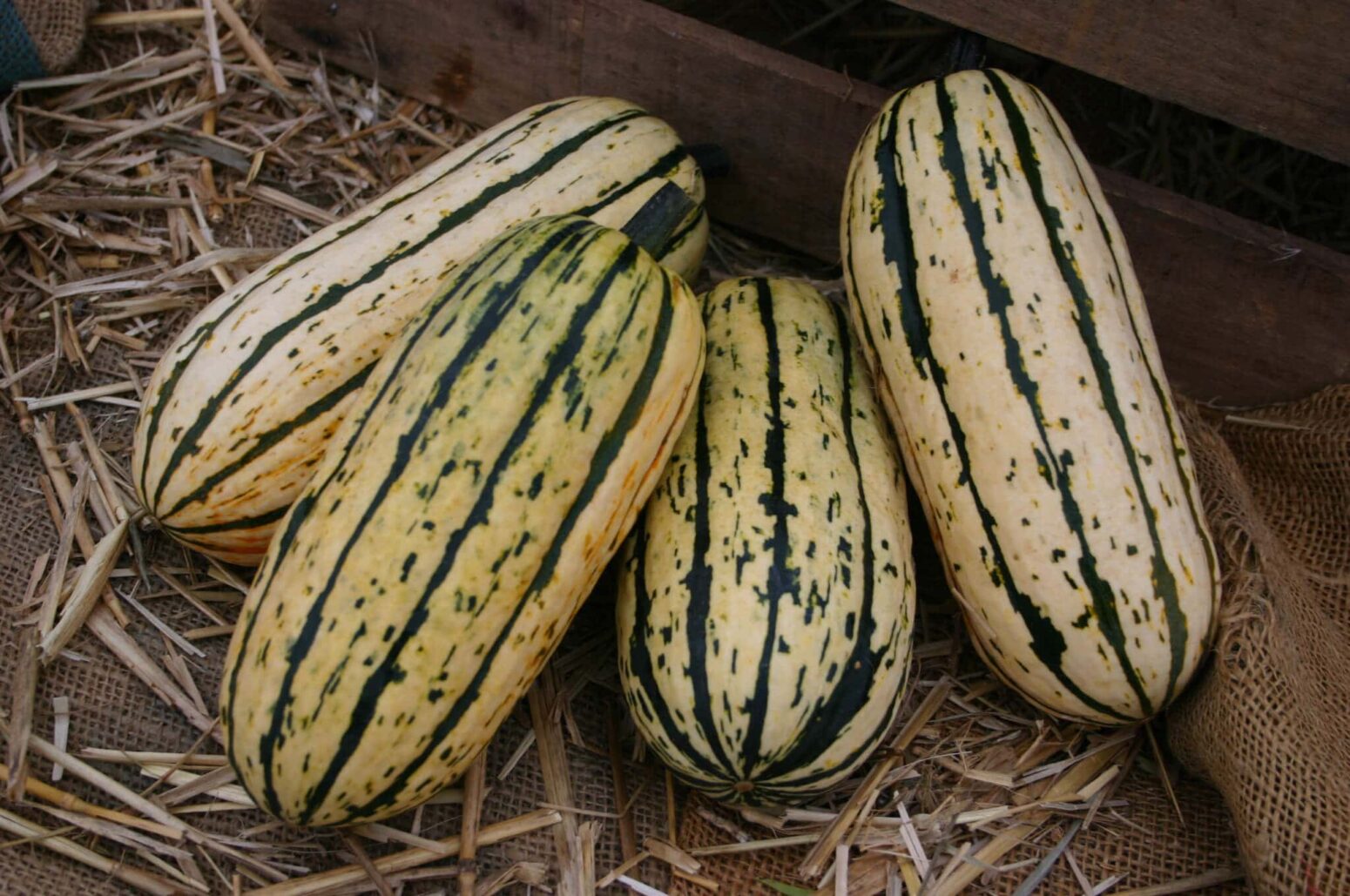 Bush Delicata Squash Treated Seed Seedway 3115