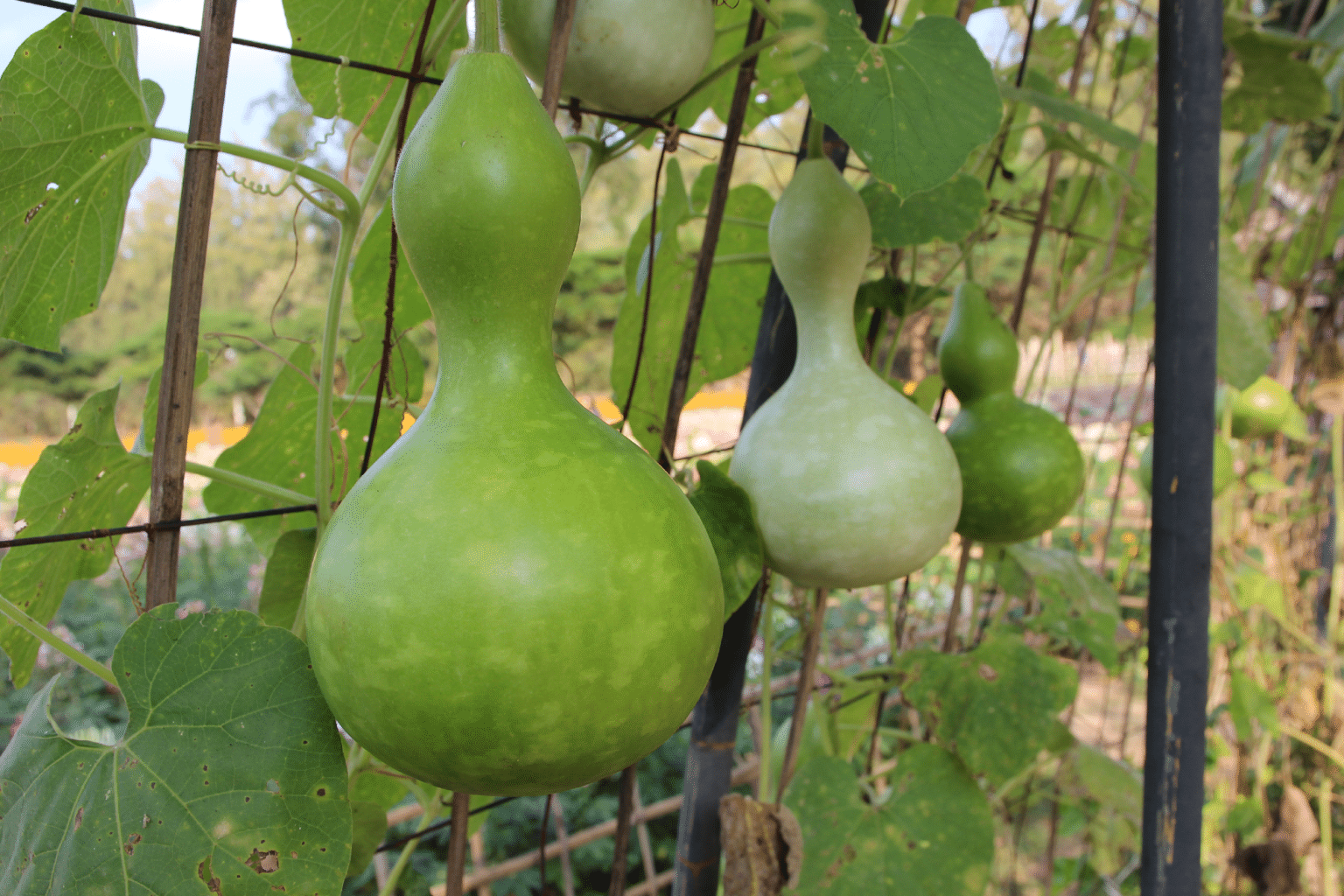 Birdhousebottle Gourd Treated Seed Seedway