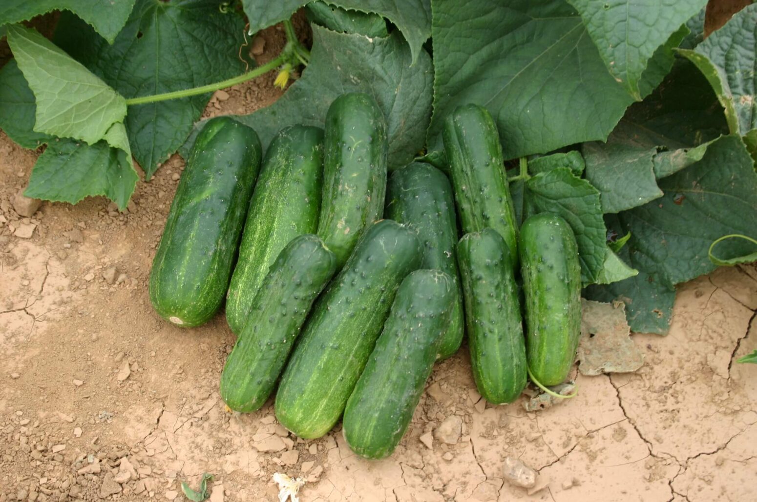 Deli Star Cucumber Farmore Treated Seedway 