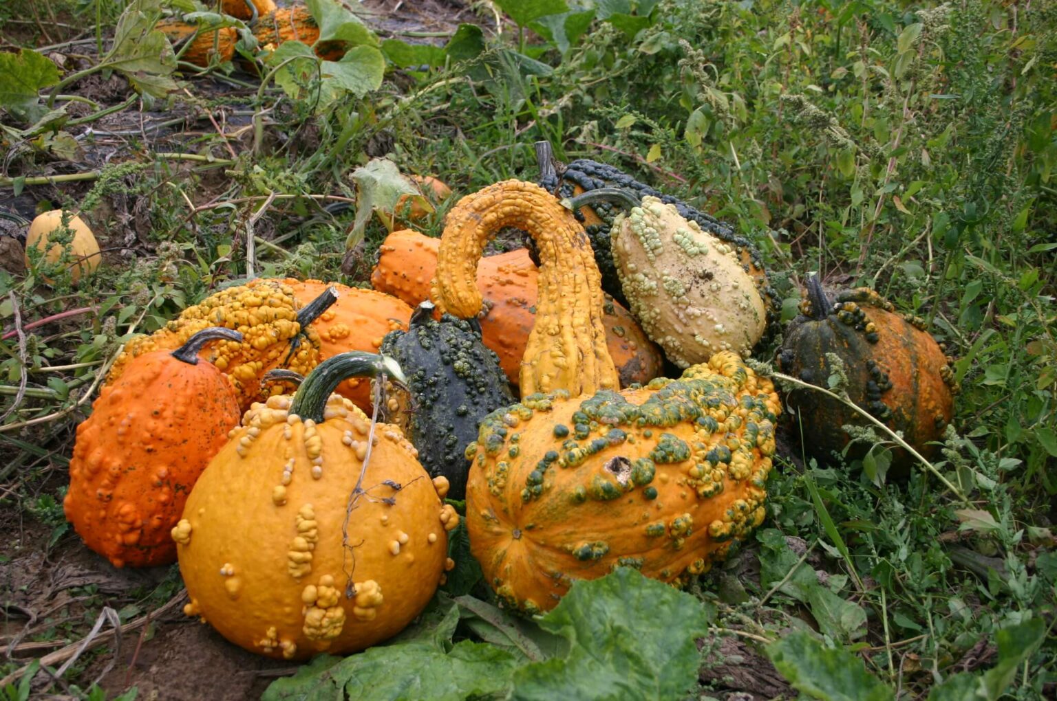 lunch-lady-gourd-treated-seed-seedway