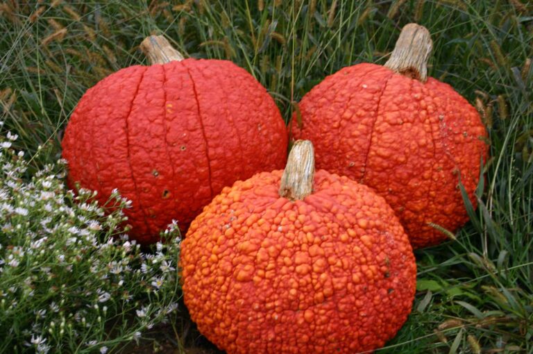 Red Warty Thing Pumpkin (Farmore) | Seedway