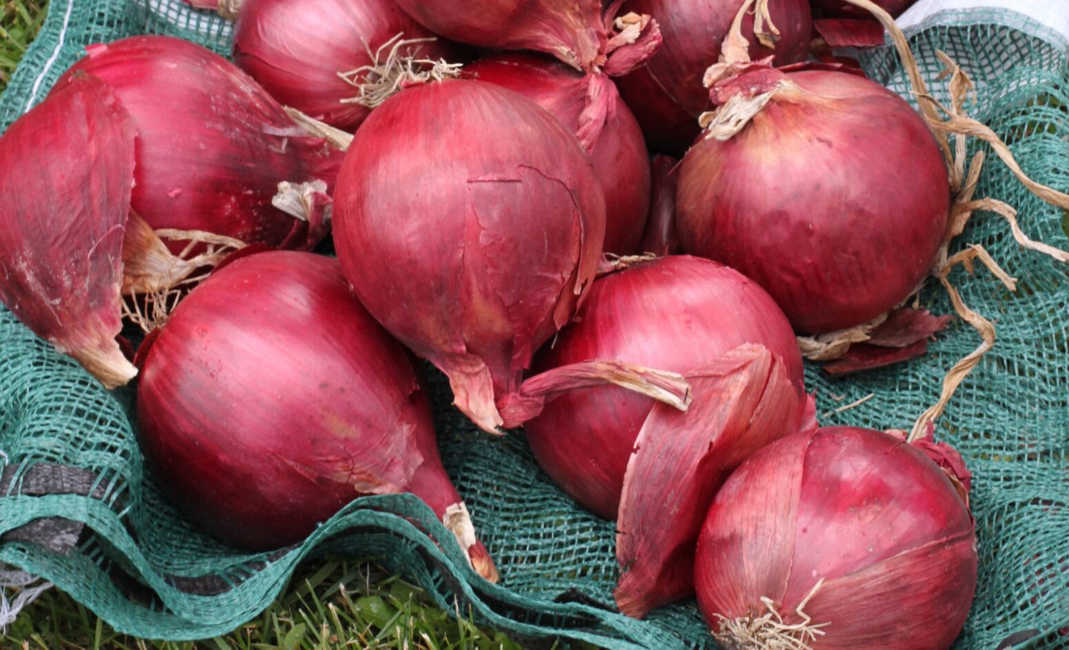 Red Carpet Onion (Treated Seed) | Seedway