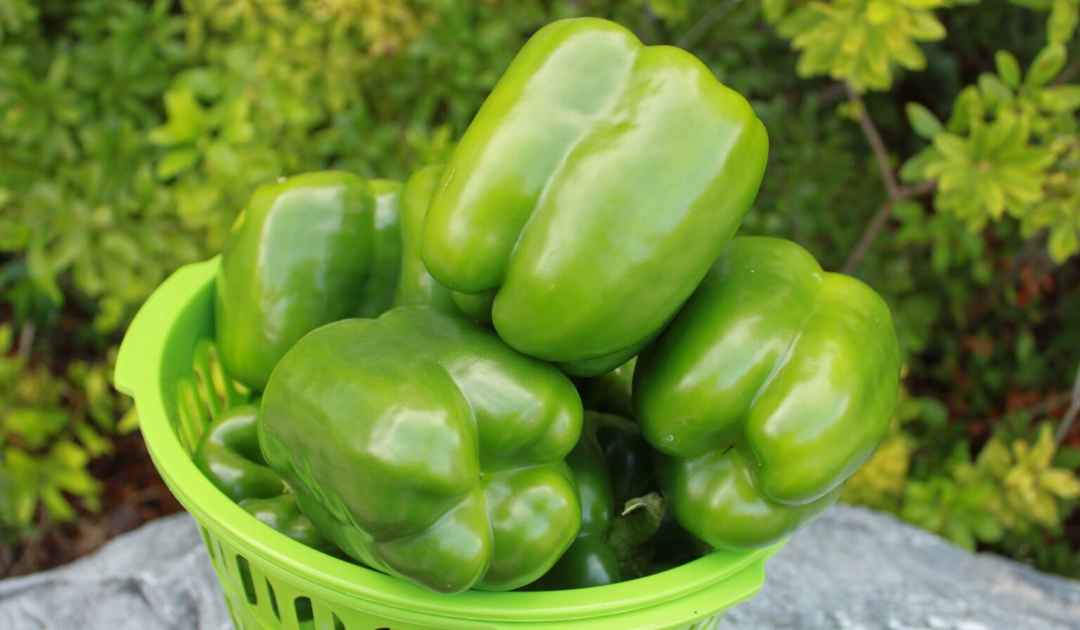 Vanguard Bell Pepper (Treated Seed) | Seedway