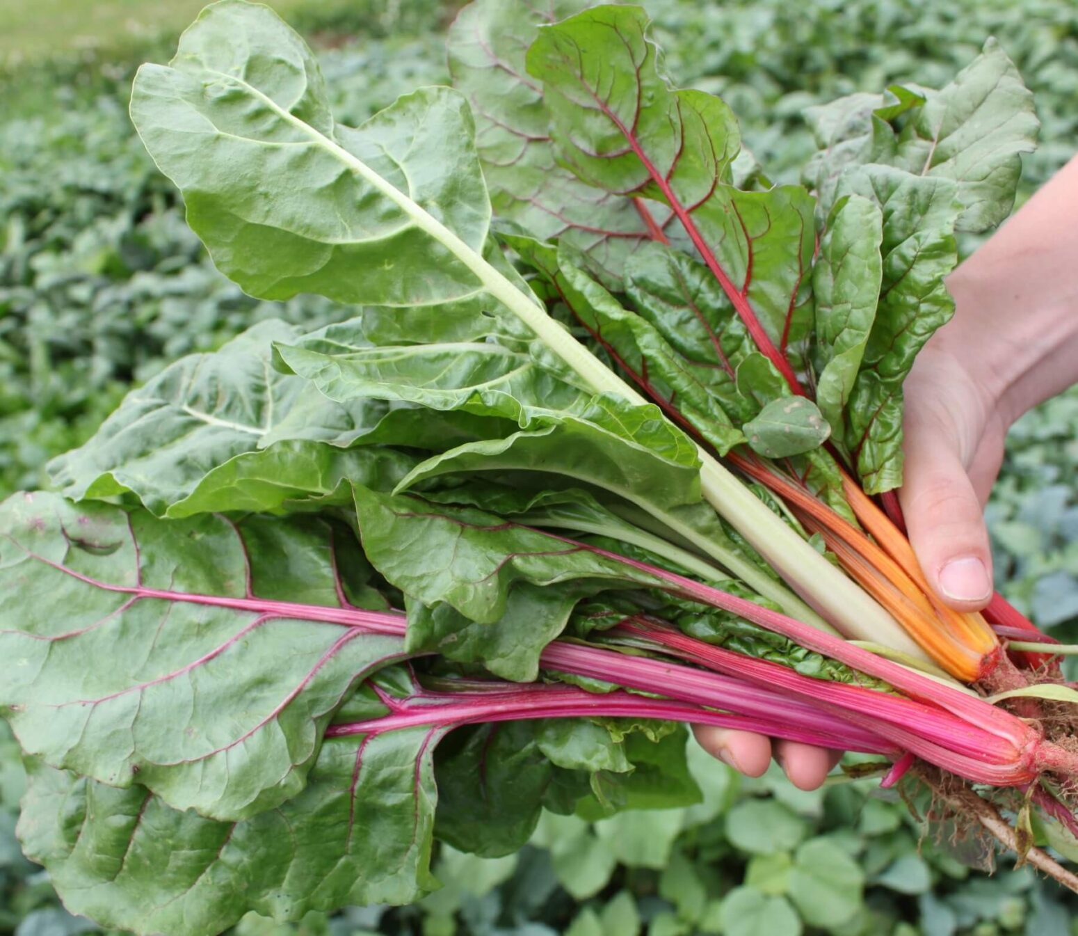 Bright Lights Swiss Chard (Not Treated) | Seedway