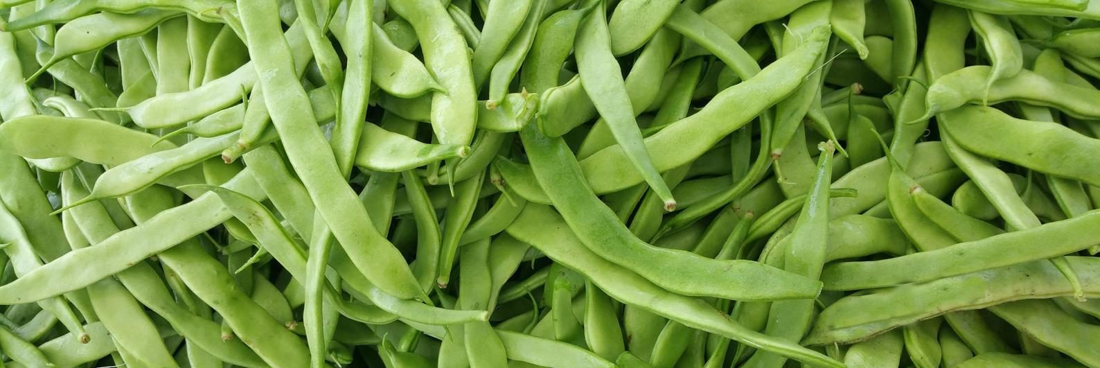 Greencrop, Bush Green Flat, Beans, Products, Vegetables