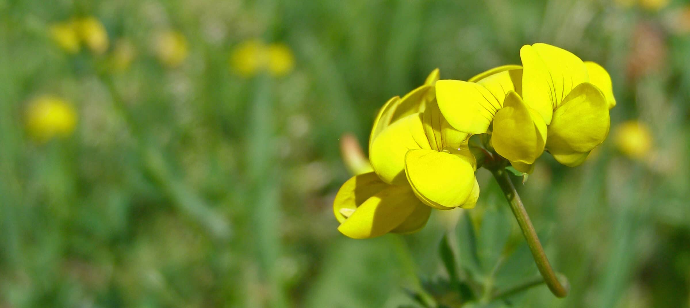 Category Birdsfoot Trefoil Seedway