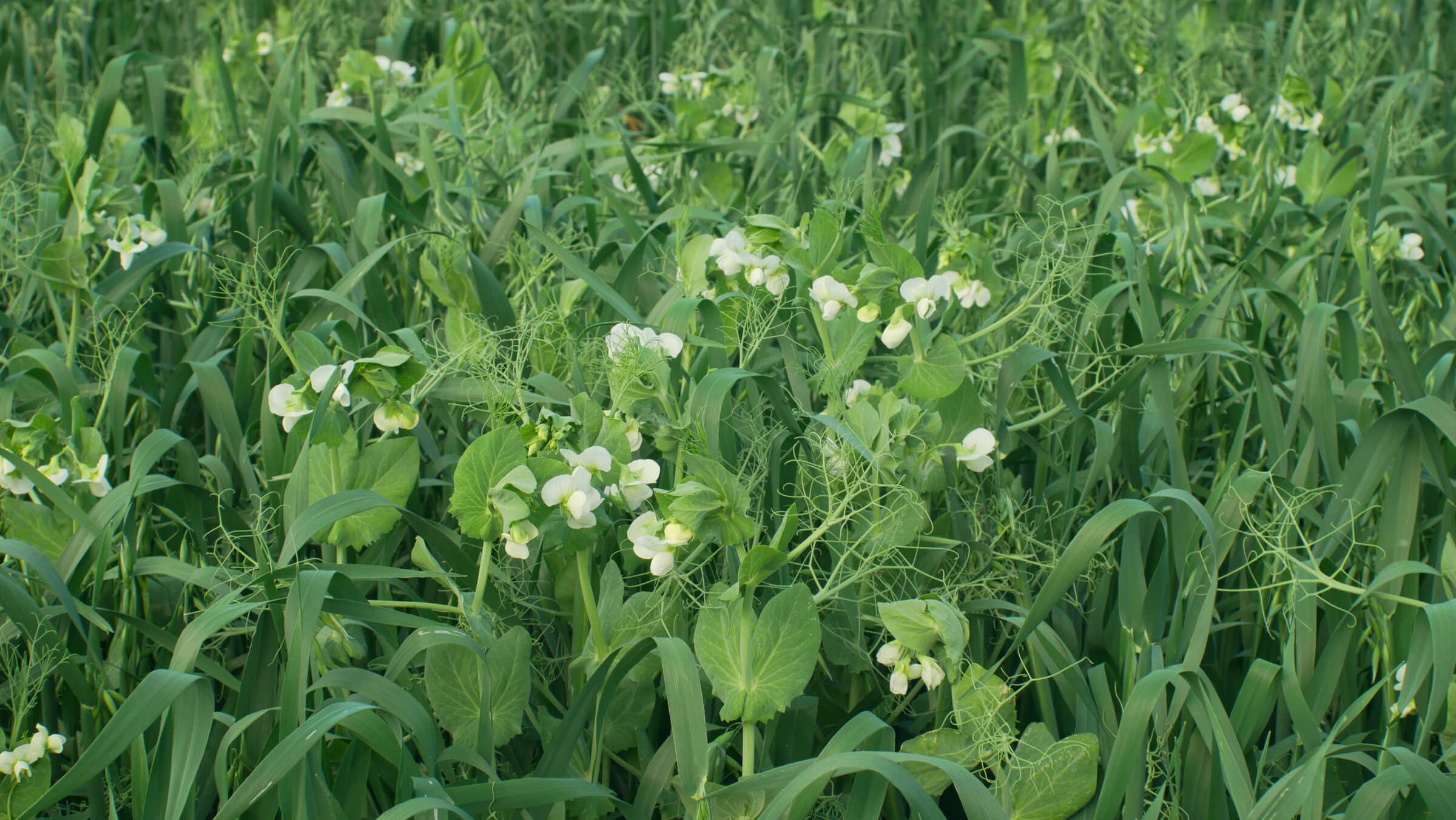 category-cover-crop-mixtures-seedway