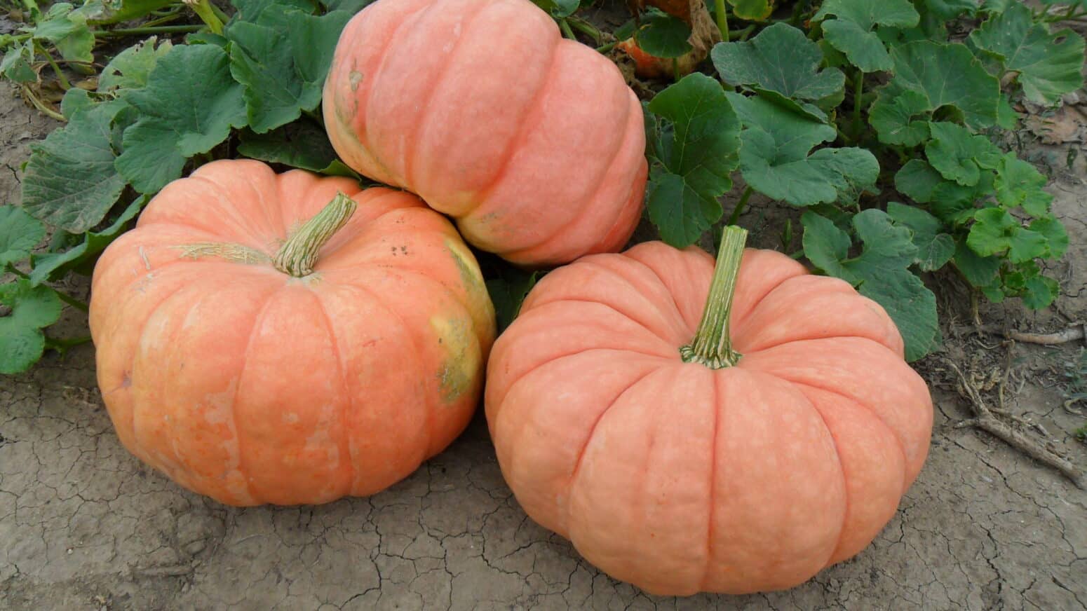 Indian Doll Pumpkin (Farmore) | Seedway