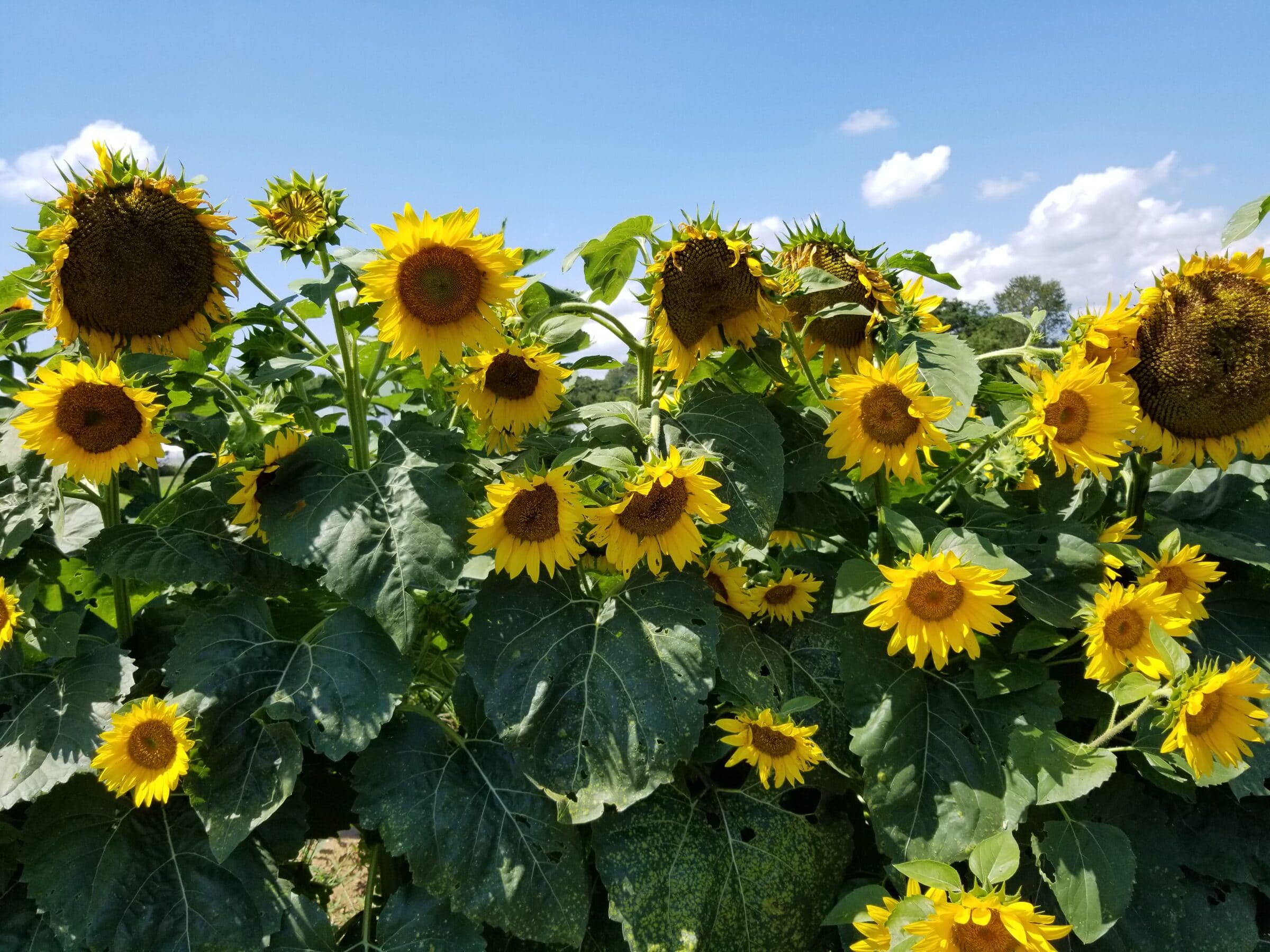 Black Oil Seed Sunflower Not Treated Seedway