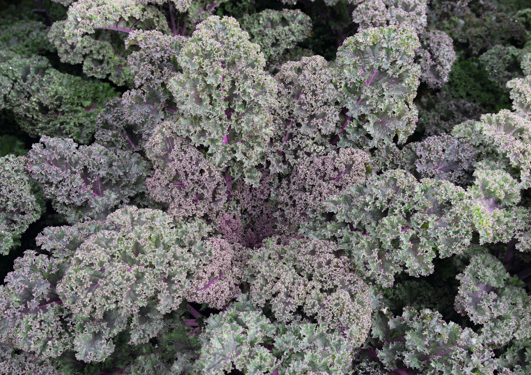 Sunbor Kale (Treated Seed) | Seedway