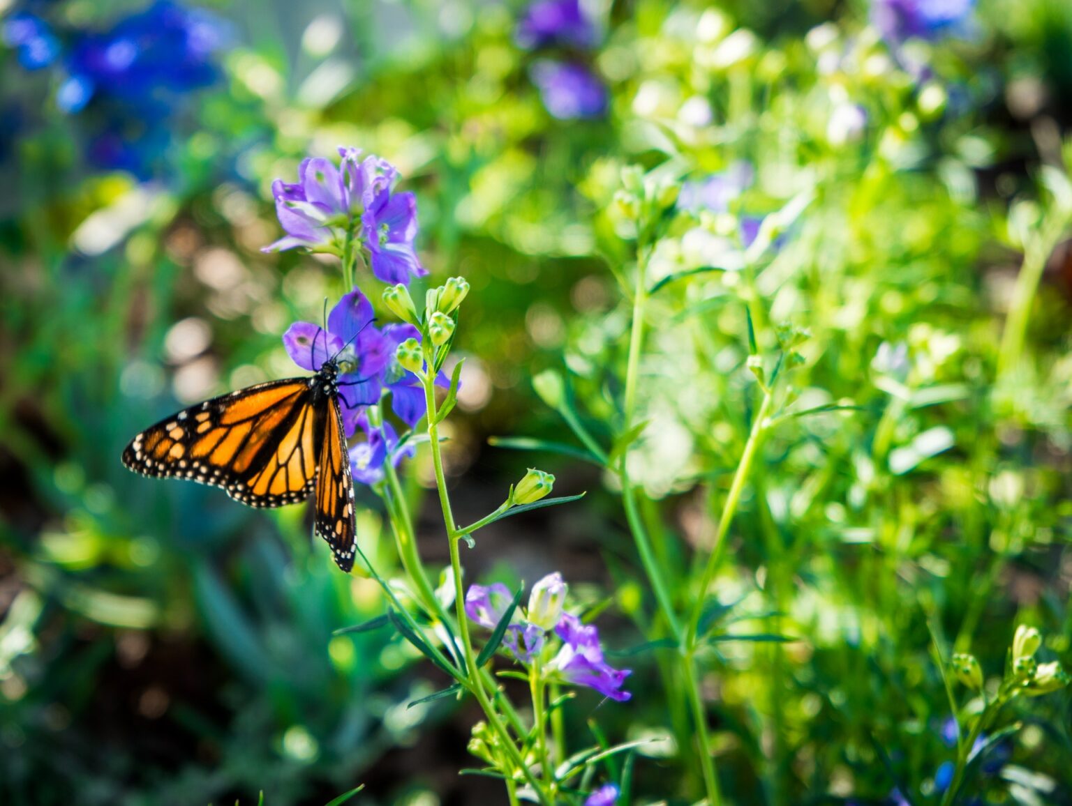 SW Perennial Monarch Butterfly Mix | Seedway