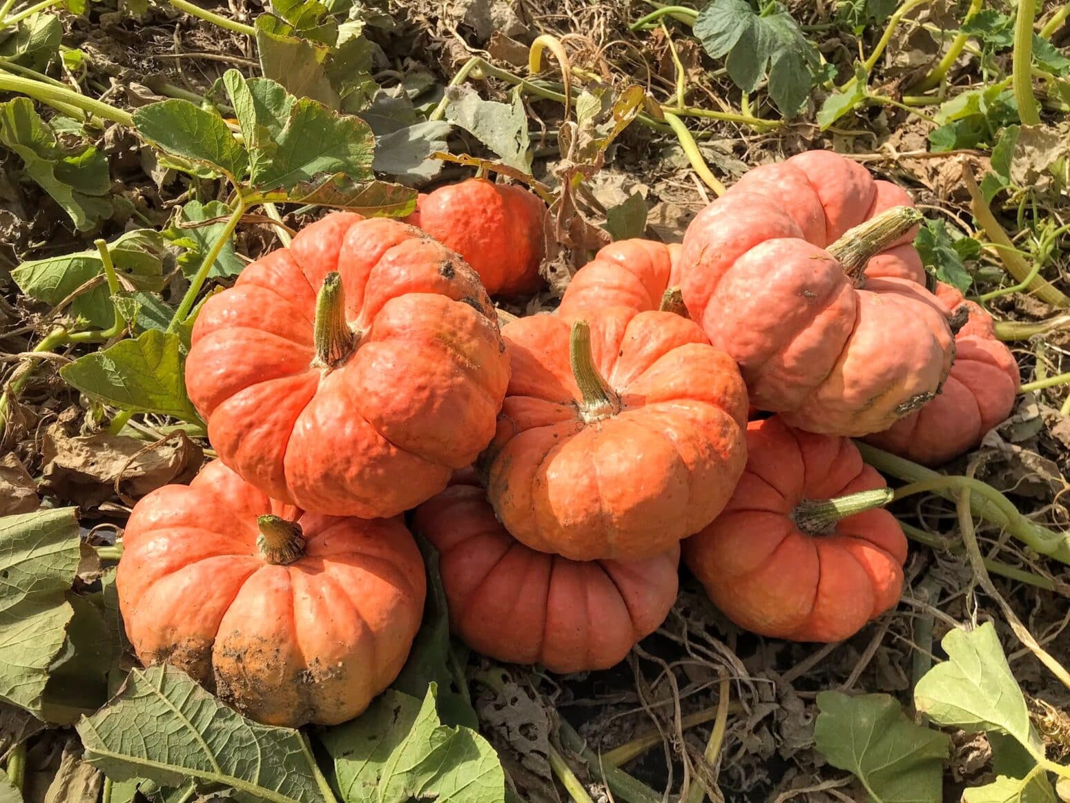 Jester Pumpkin Treated Seed Seedway