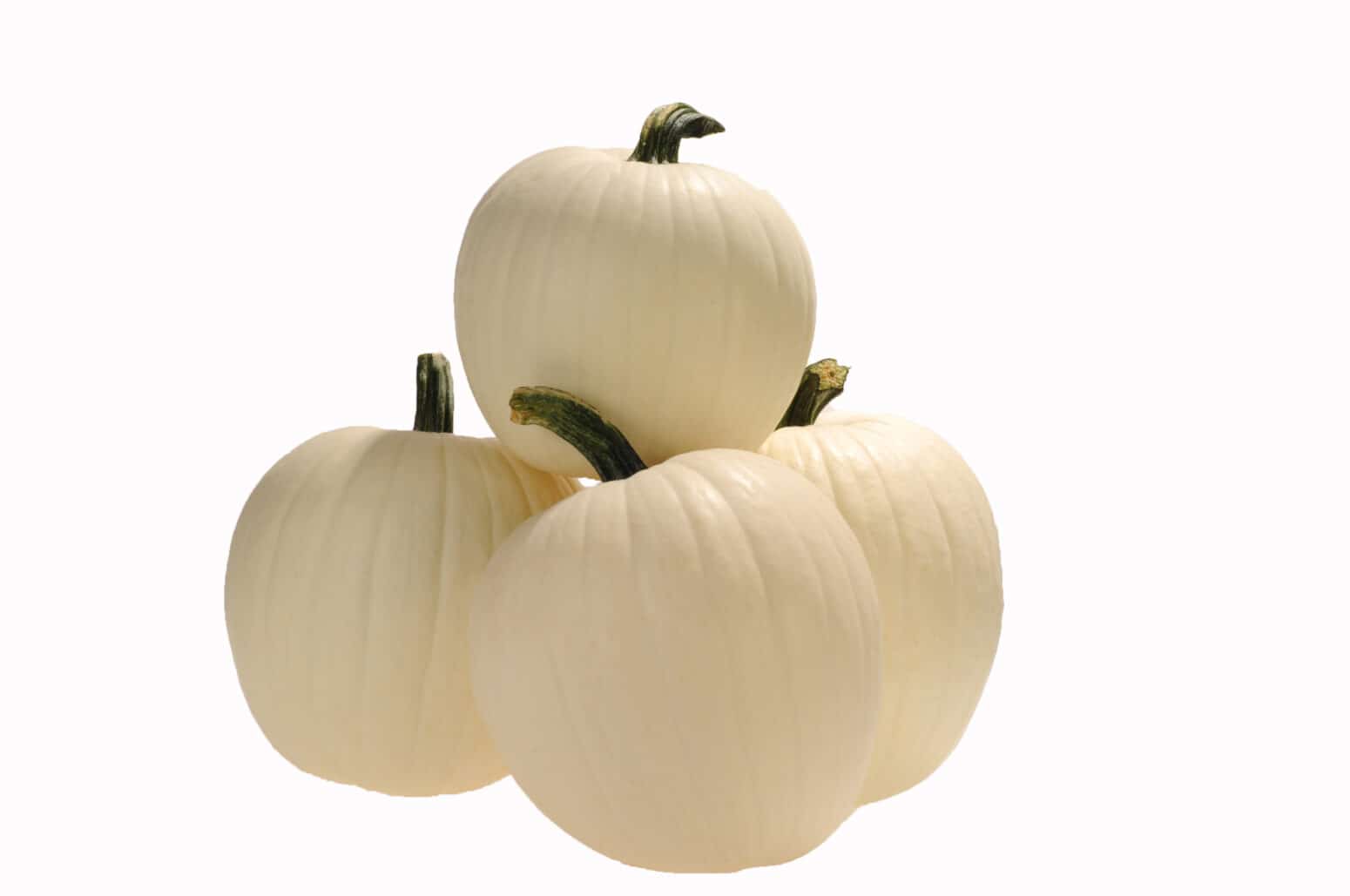 Honey Moon Pumpkin Treated Seed Seedway