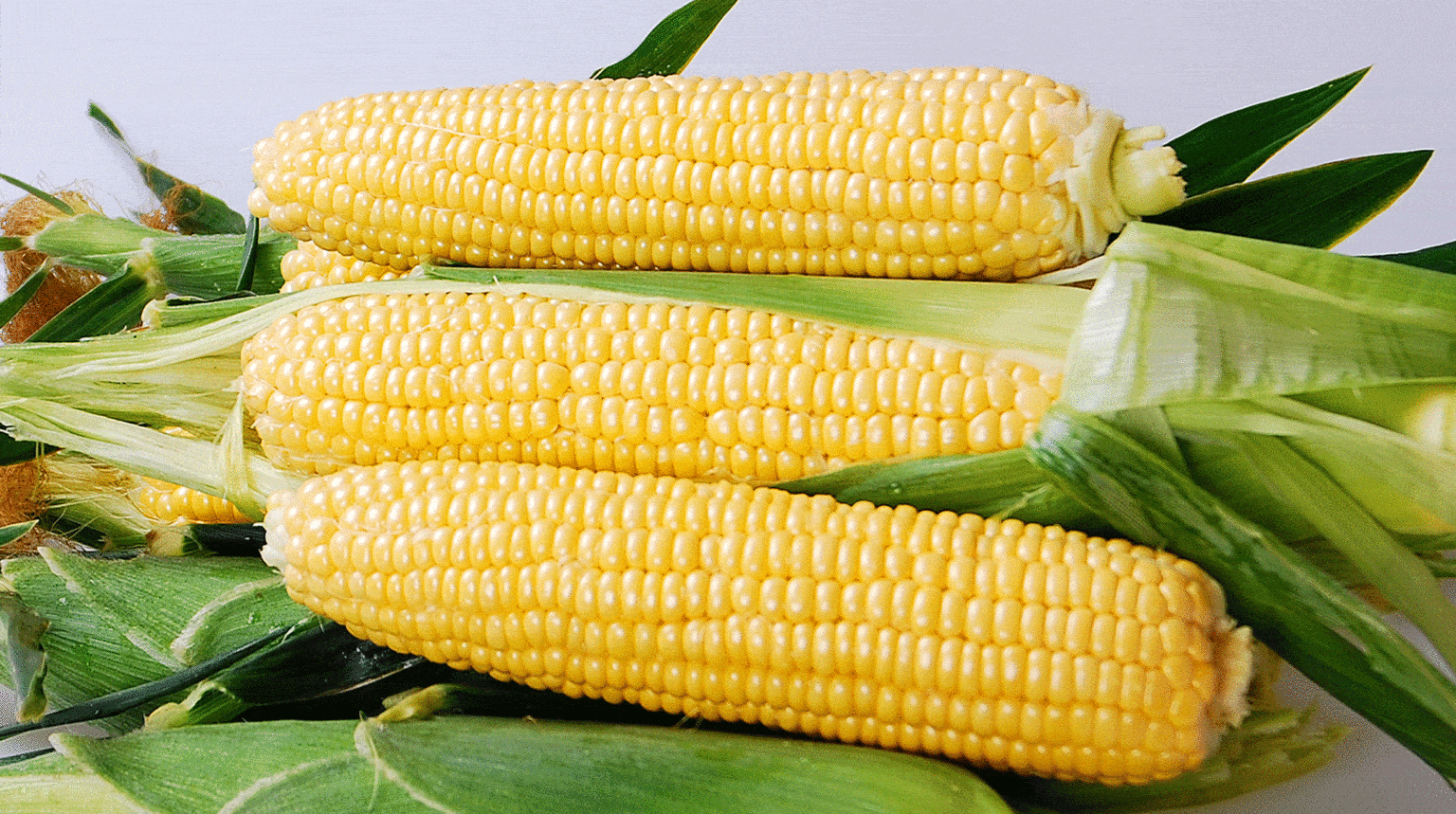 Equinox Sweet Corn Cruiser Treated Seedway 4473