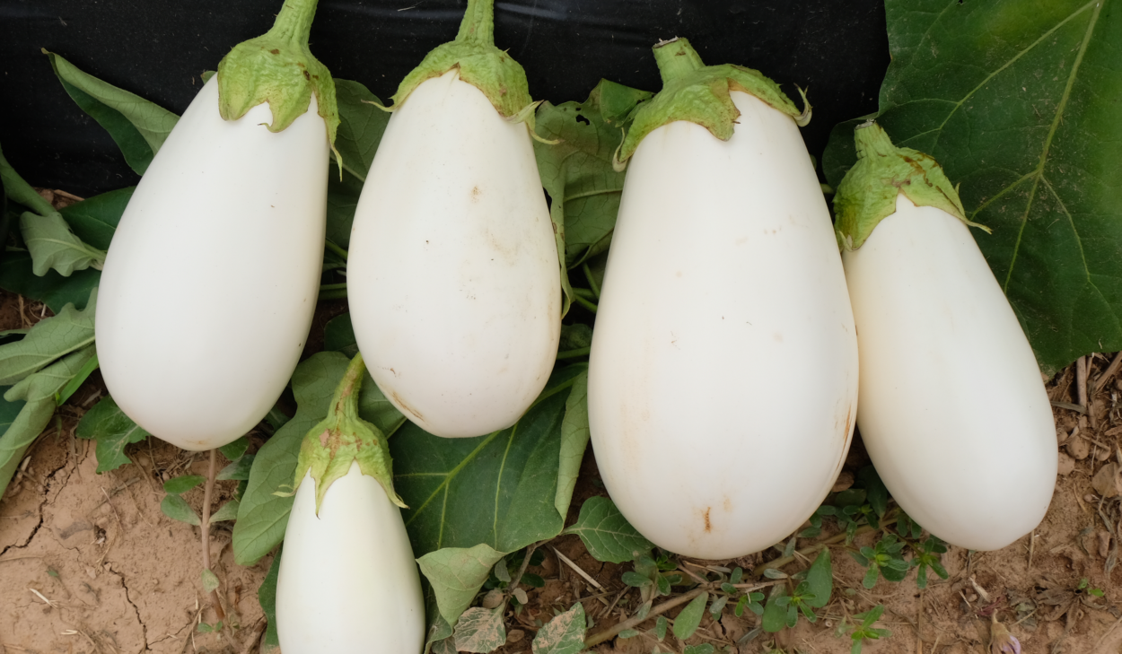 Ghost Story Eggplant Not Treated Seedway