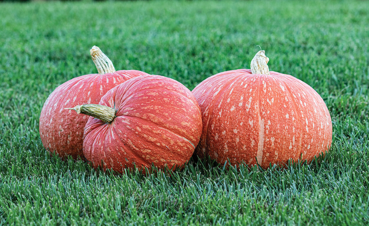 Red Eye Pumpkin Treated Seed Seedway