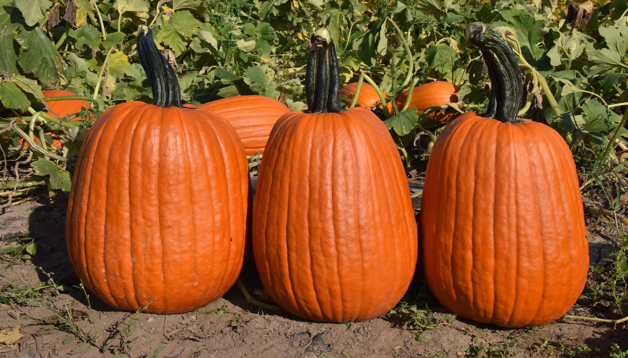 Can never have enough green pumpkin! : r/Fishing_Gear